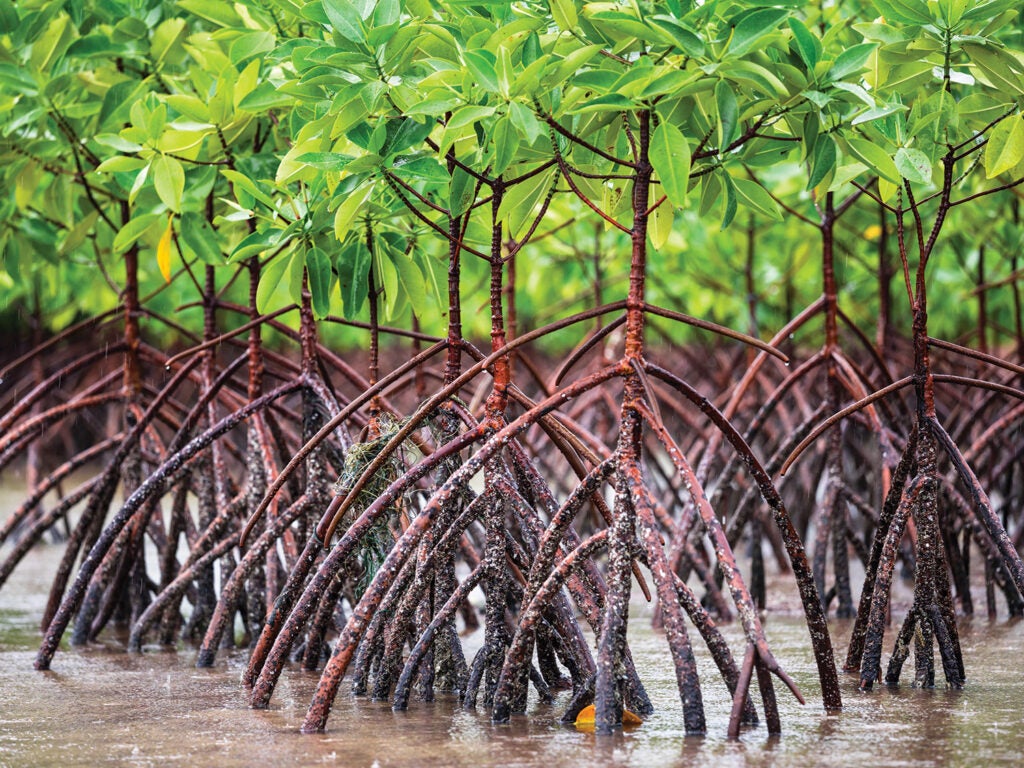 mangrove dams