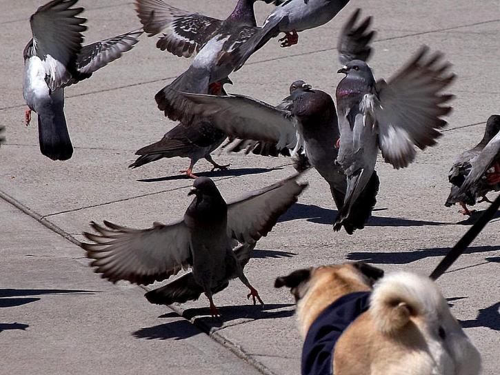 Pigeons in the city