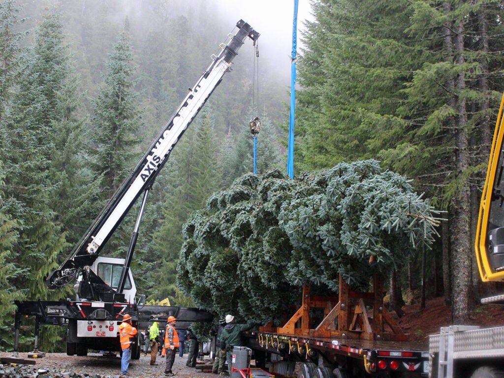 Cutting the 2018 Capitol Christmas Tree