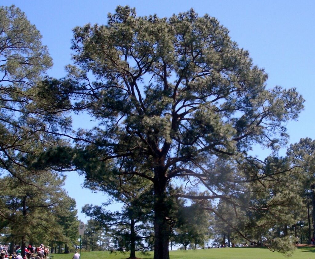 The Eisenhower Tree, Augusta National Golf Club, 2011