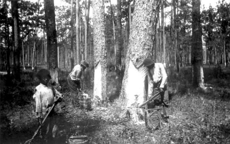 Workers collect sap from boxed pines, c. 1900. Turpentine used to be made from pine resin. More recently, turpentine has been made from fossil fuels.