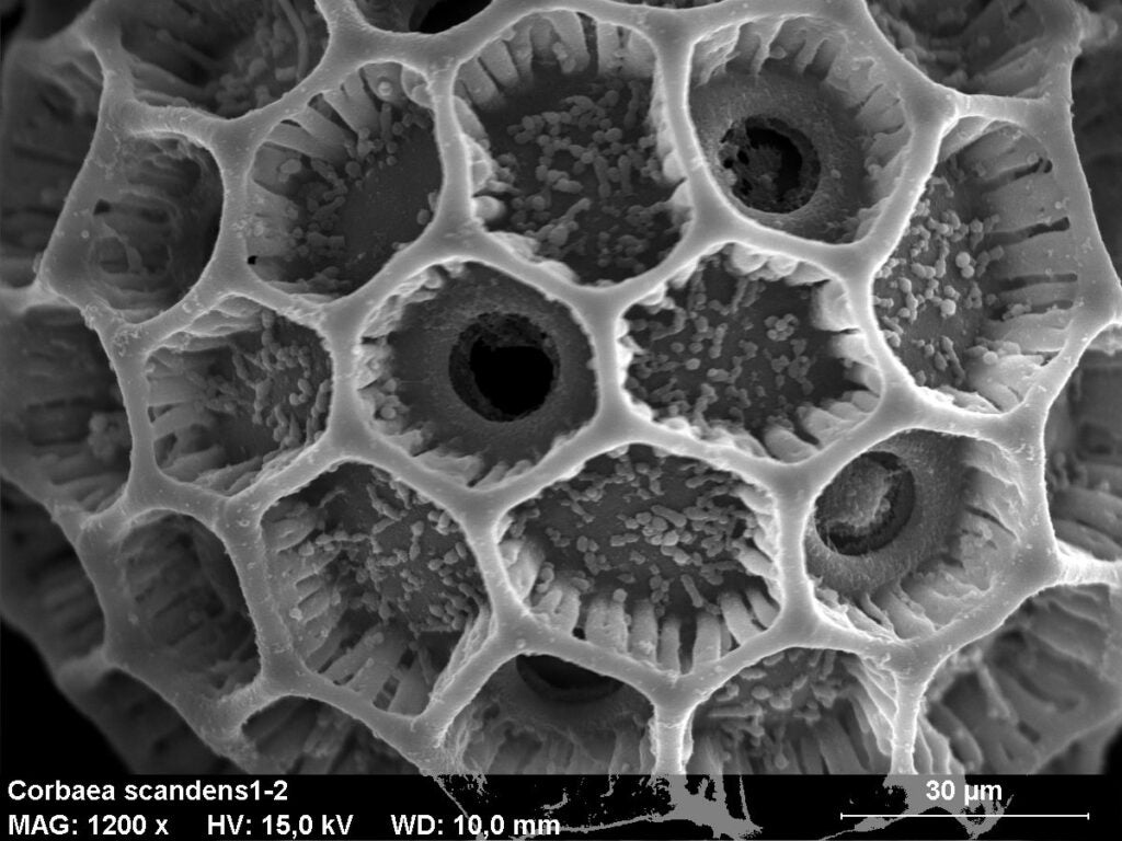 Pollen Micrograph