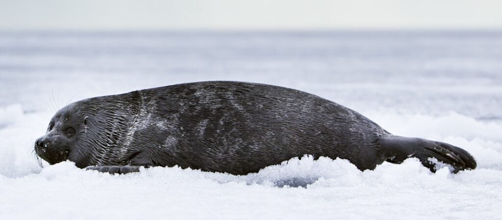 a seal on snow
