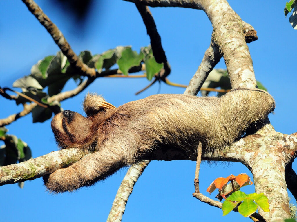 sloth in Cecropia tree