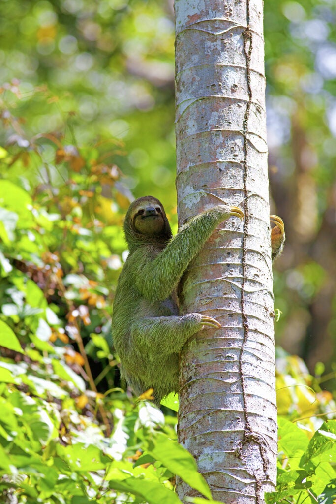sloth with algae in its fur