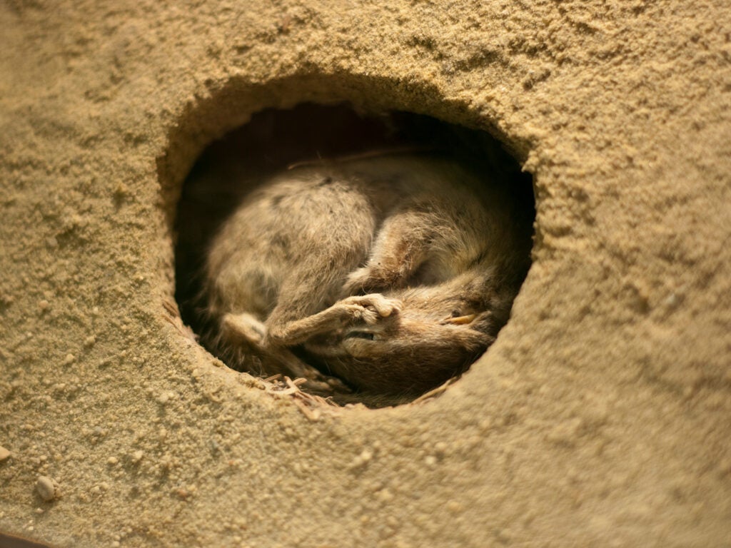 chipmunk sleeping in hole