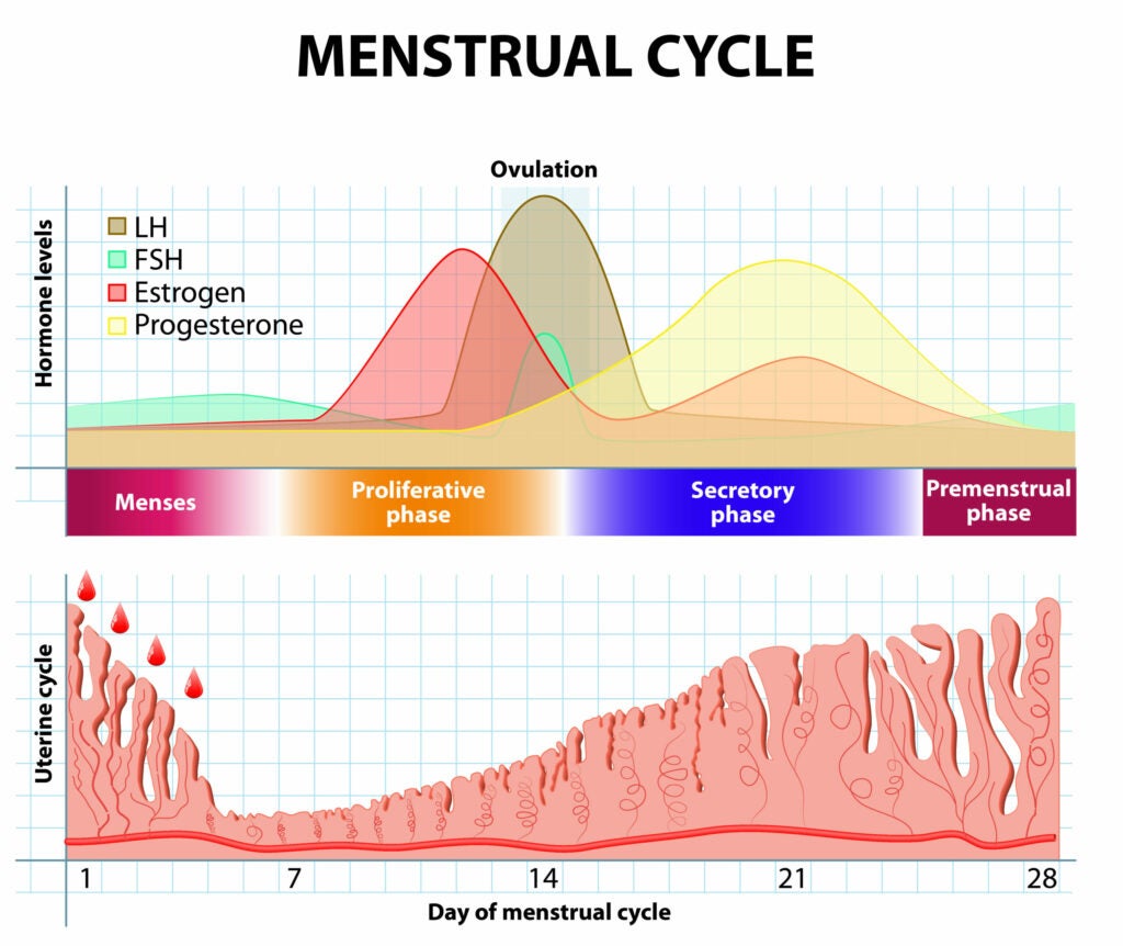 The natural menstrual cycle