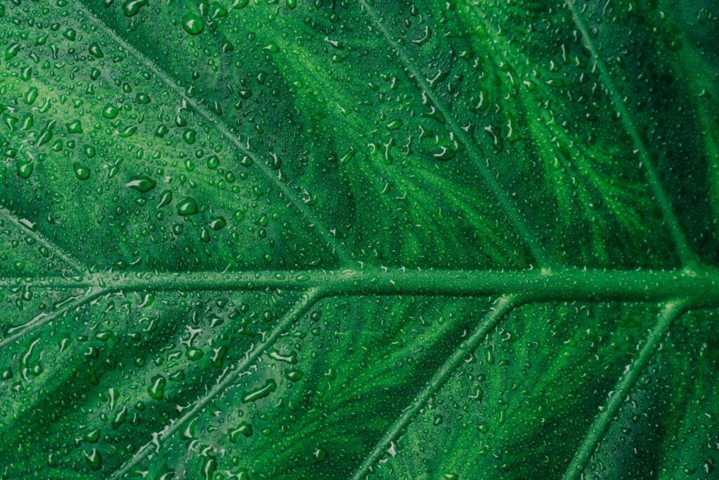 a close-up image of a green leaf