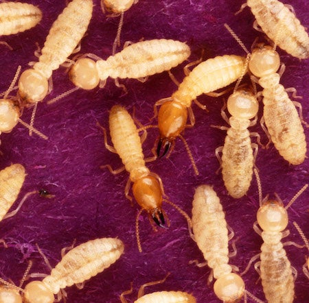 Formosan termites