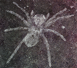 Fossilized spider glowing eyes