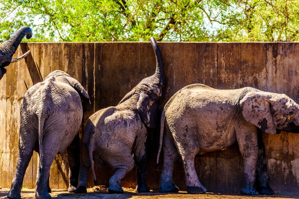 Juvenile elephants try to reach water in a storage tank