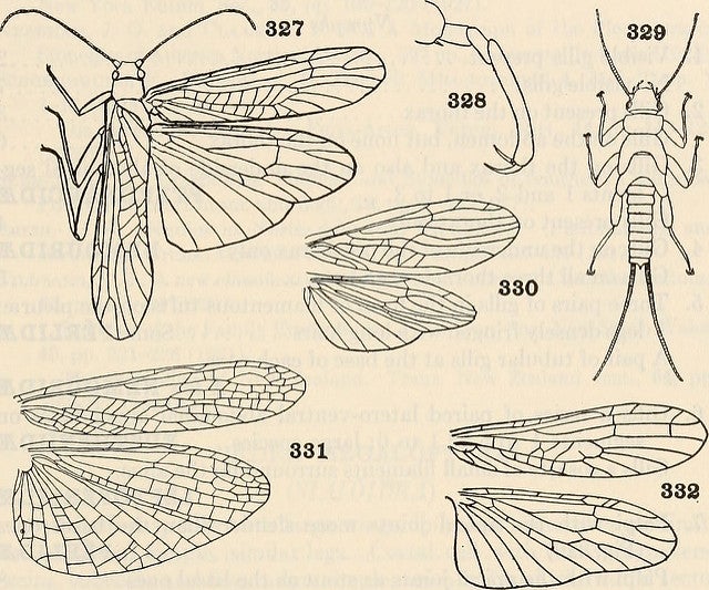 Stonefly White House illustration scientific