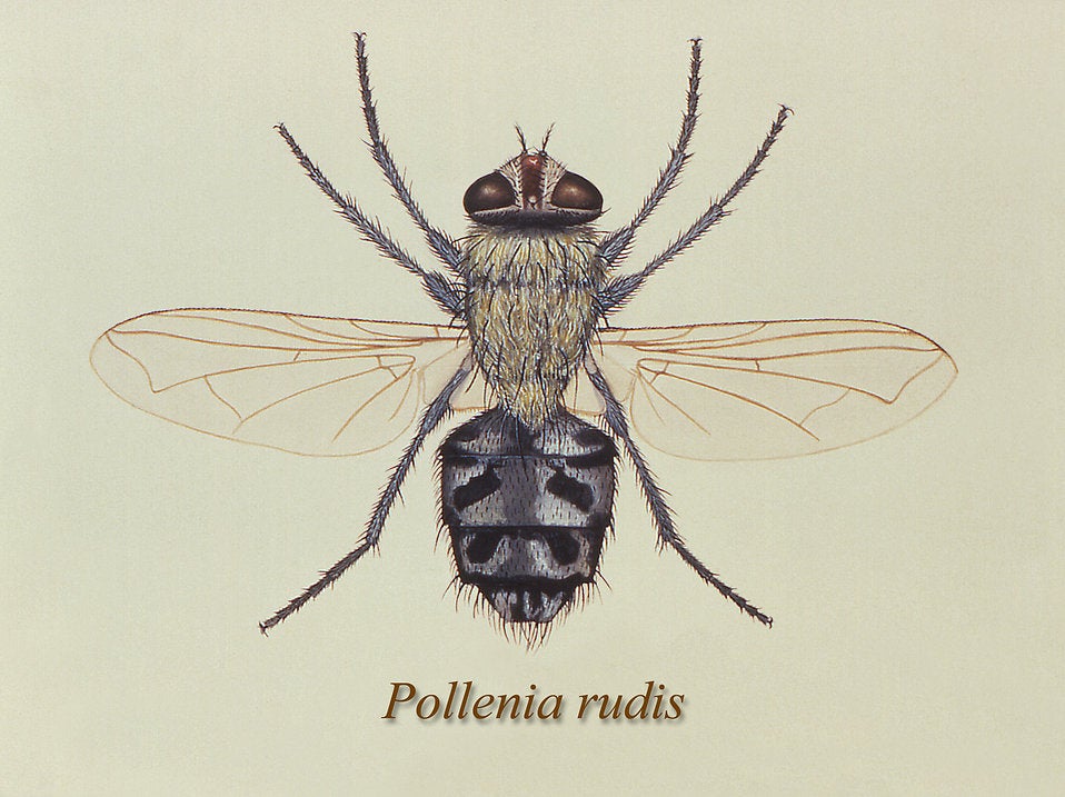 Pollenia rudis fly adult stage illustration