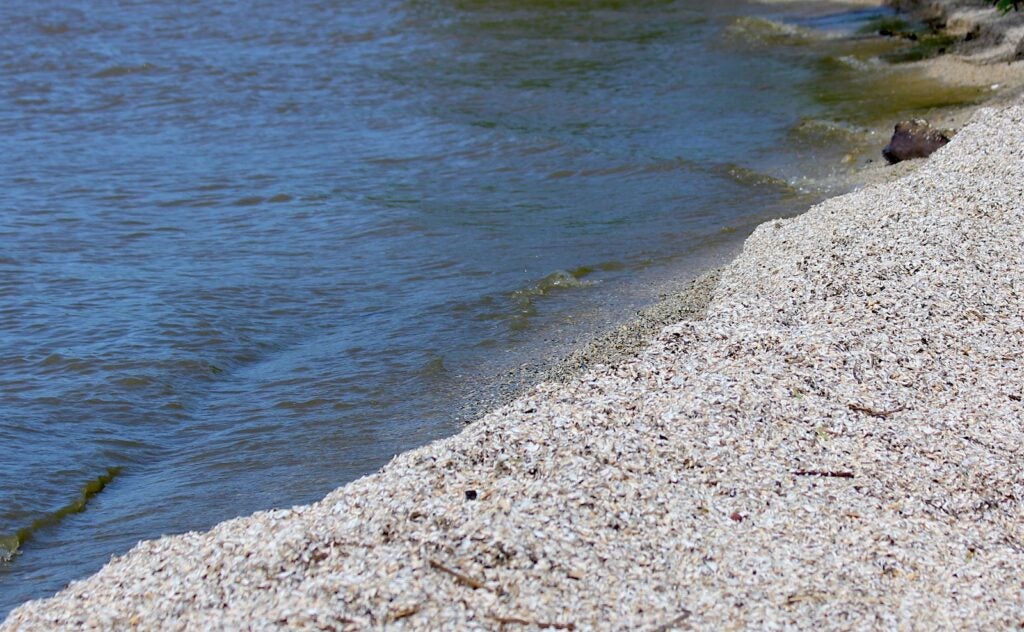 Tiny invasive zebra mussels scattered along the shore of Lake Michigan.