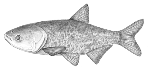 Bighead carp, shown above, avoid waters rich in carbon dioxide.