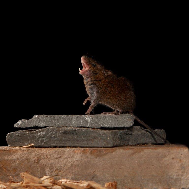 Mouse singing on a rock