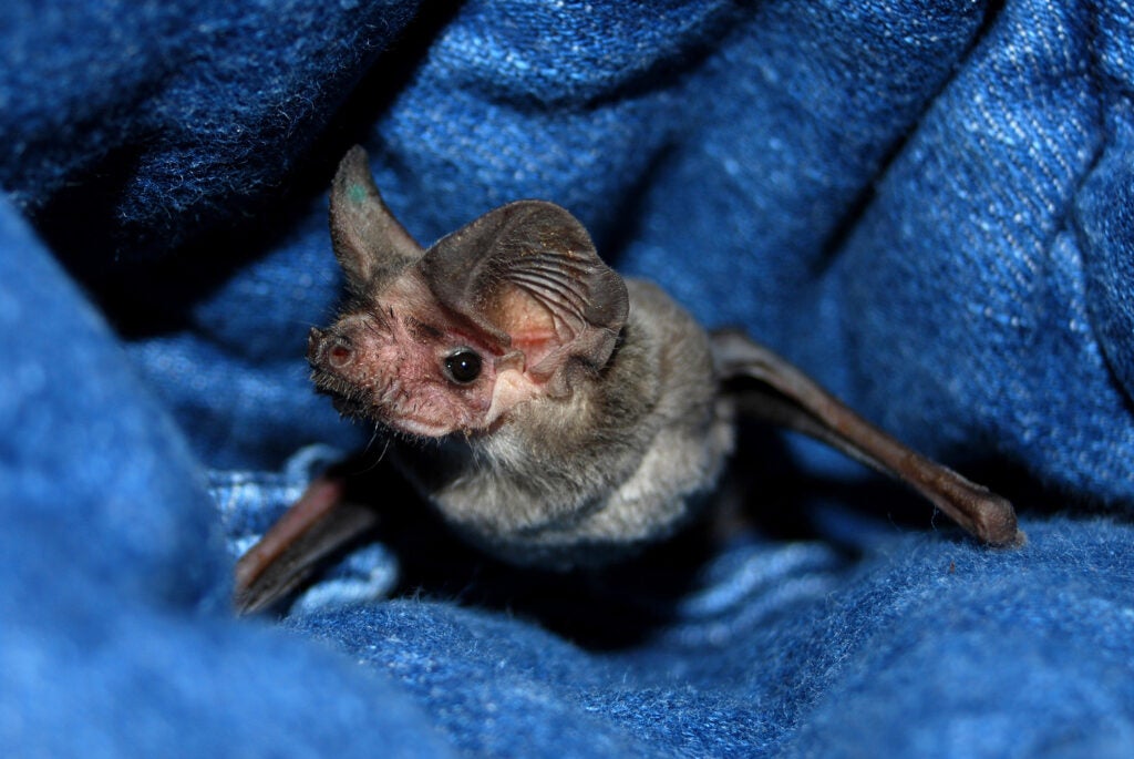 Bat in a blanket