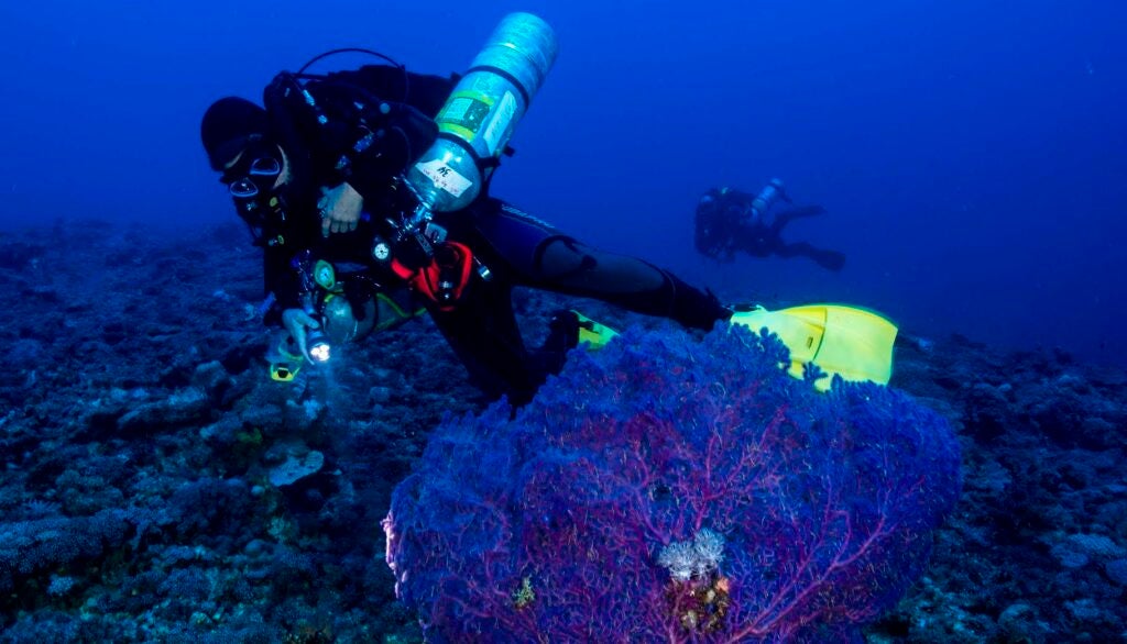 Researchers studying a coral reef