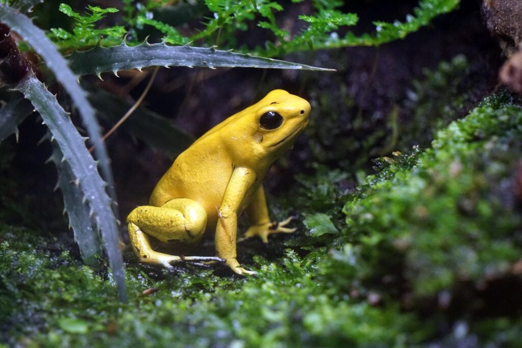 another golden poison dart frog