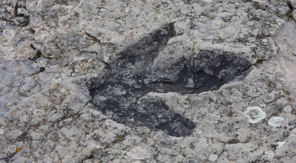a dinosaur footprint in rock