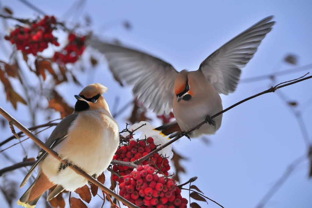 Two waxwing birds sit on a berry bush.