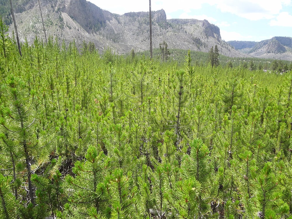 young lodgepole pine forests