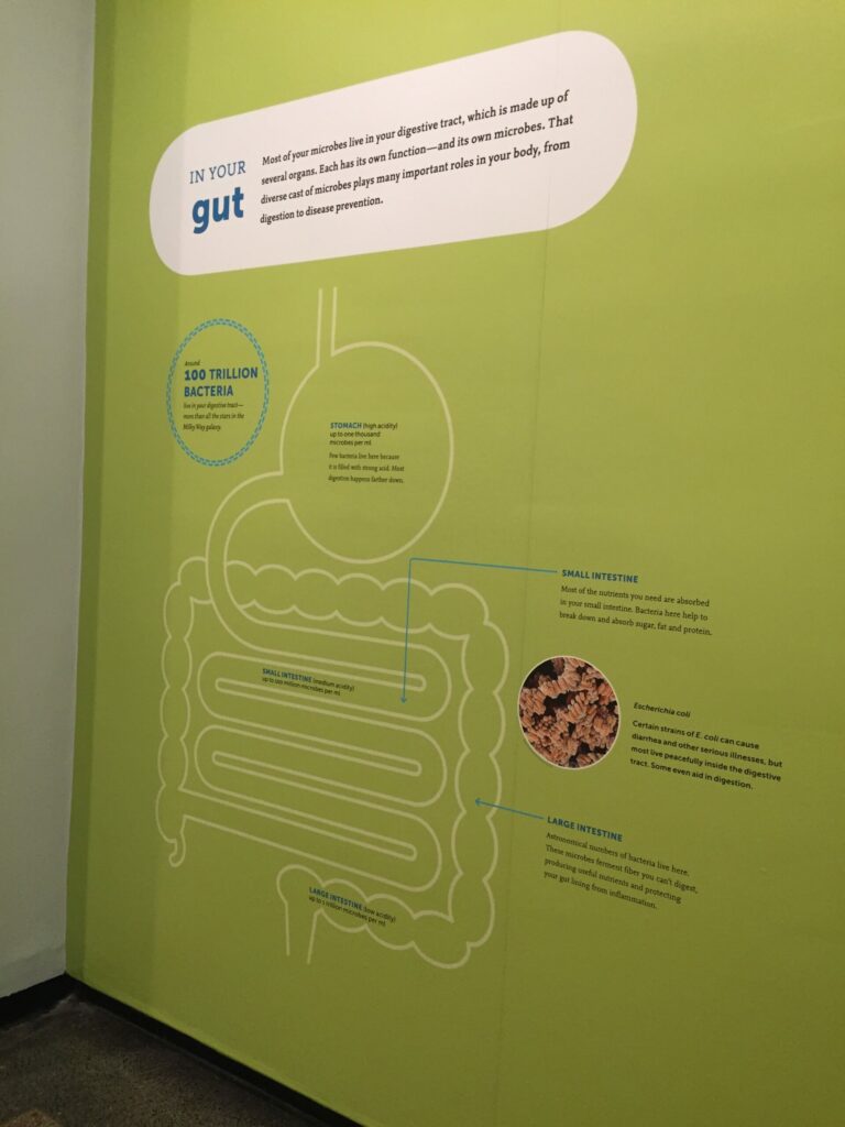 microbiome exhibit at AMNH