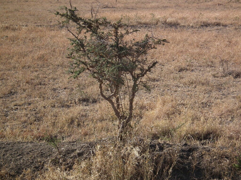 tree on savannah
