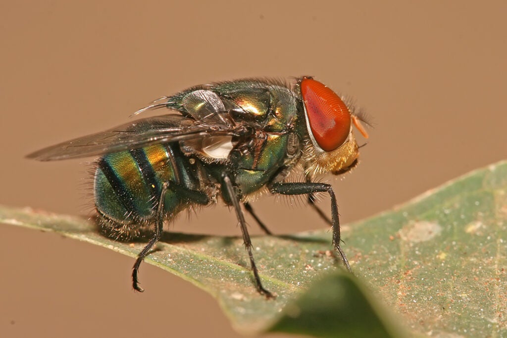 A chrysomya megacephala, commonly known as a blow fly.