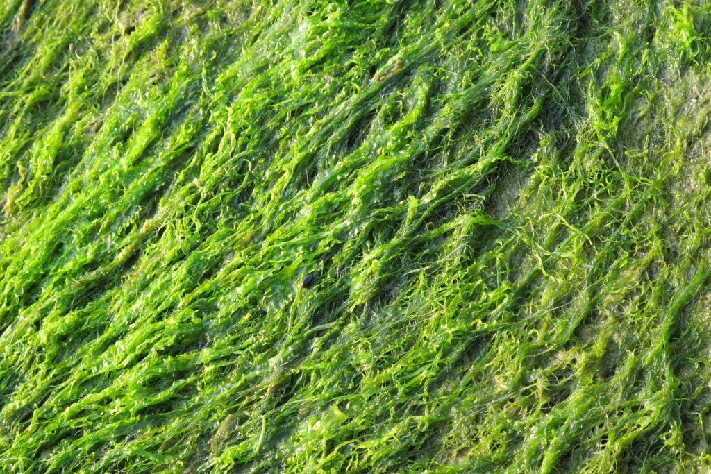 green seagrass