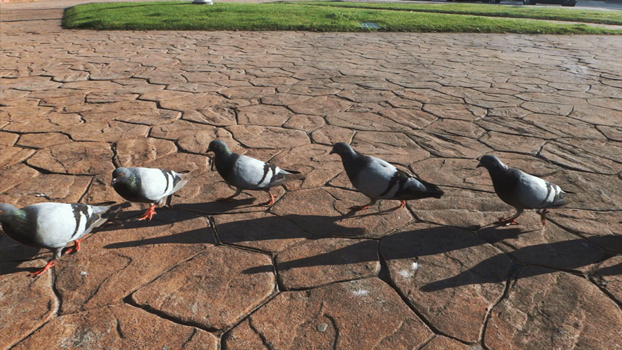 Pigeons following pigeons