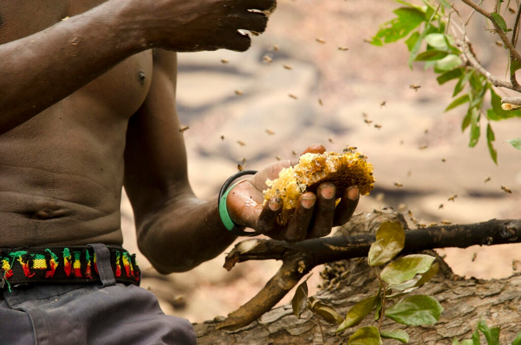 A Yao honey-hunter samples the harvest from a wild bees’ nest that was spotted with help from honeyguide birds.