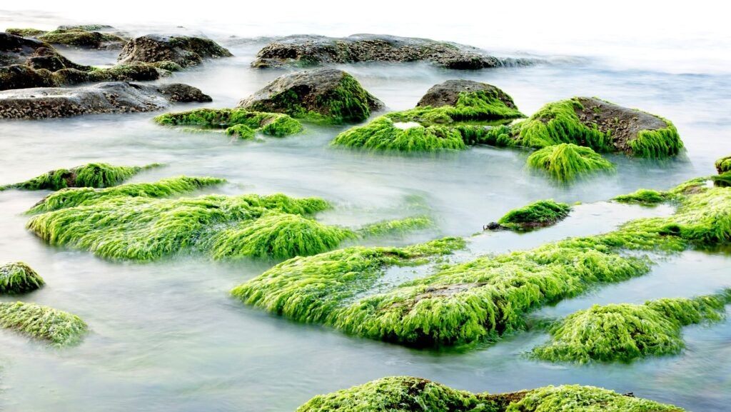 Sea plants cover rocks.