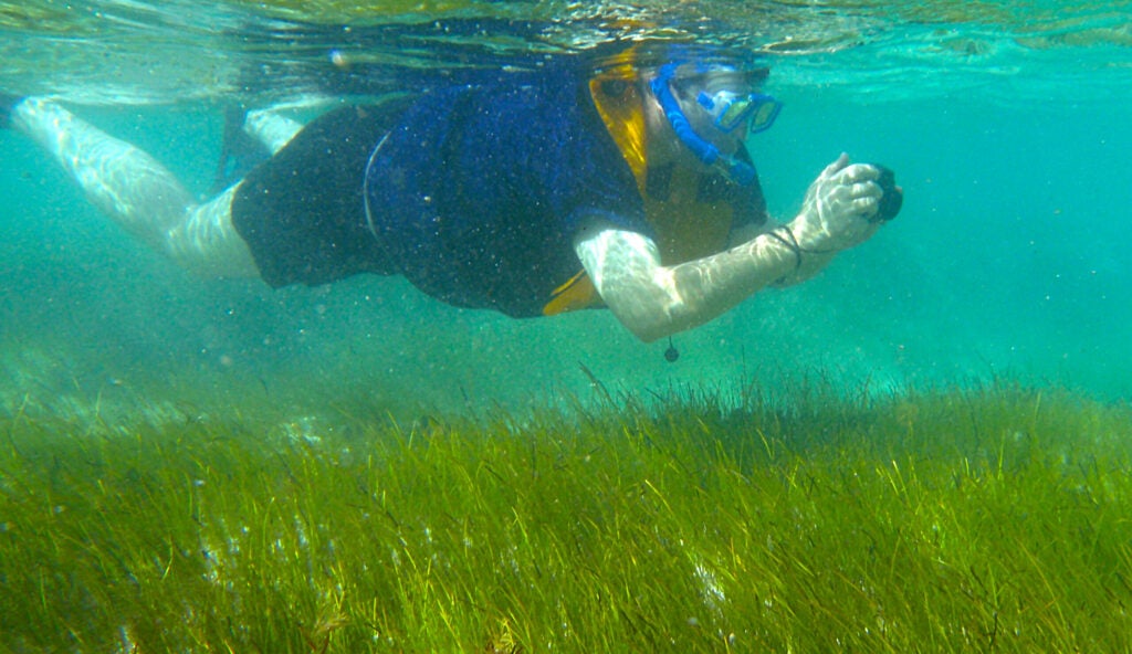 a person swimming through seagrass wearing snorkel gear