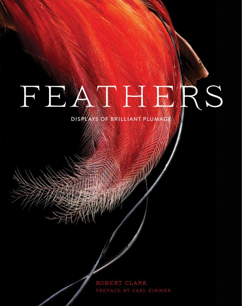 Book cover for Feathers: Displays of Brilliant Plumage