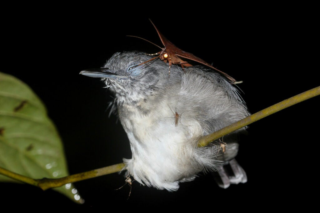 Moth perches on sleeping grey and white bird and sticks its tongue in the bird's eye.