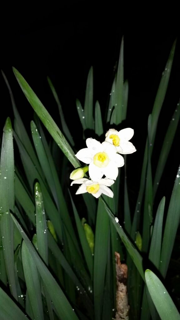 paperwhite daffodils blooming 