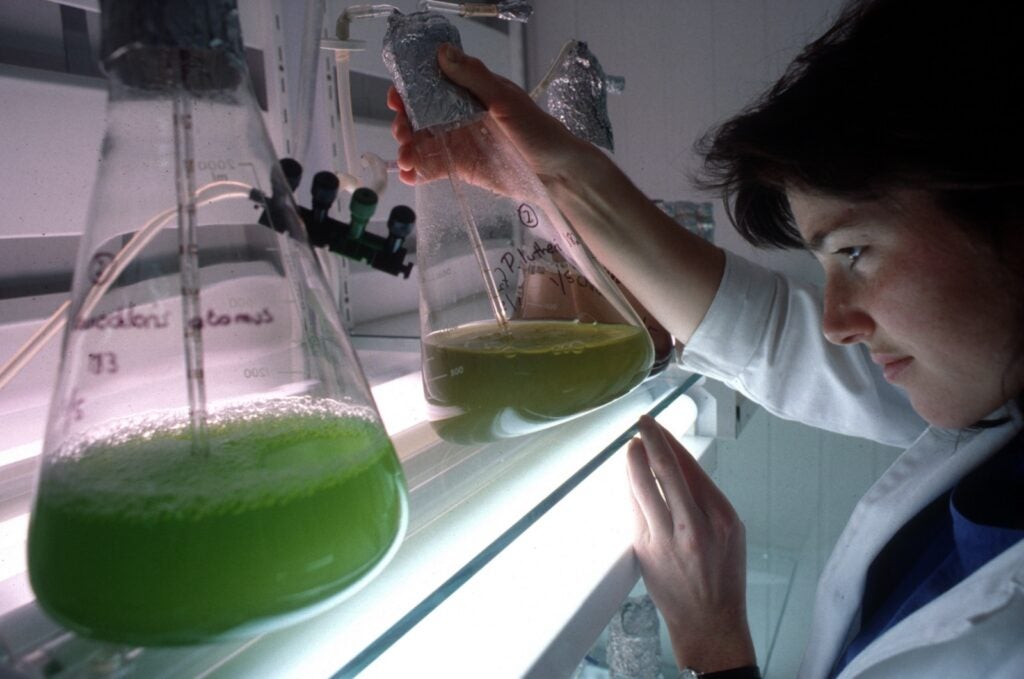 A scientist examines a microalgae culture.