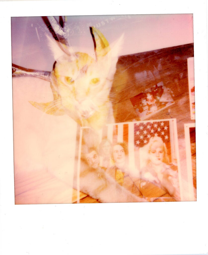 Polaroid Onestep+ sample cat