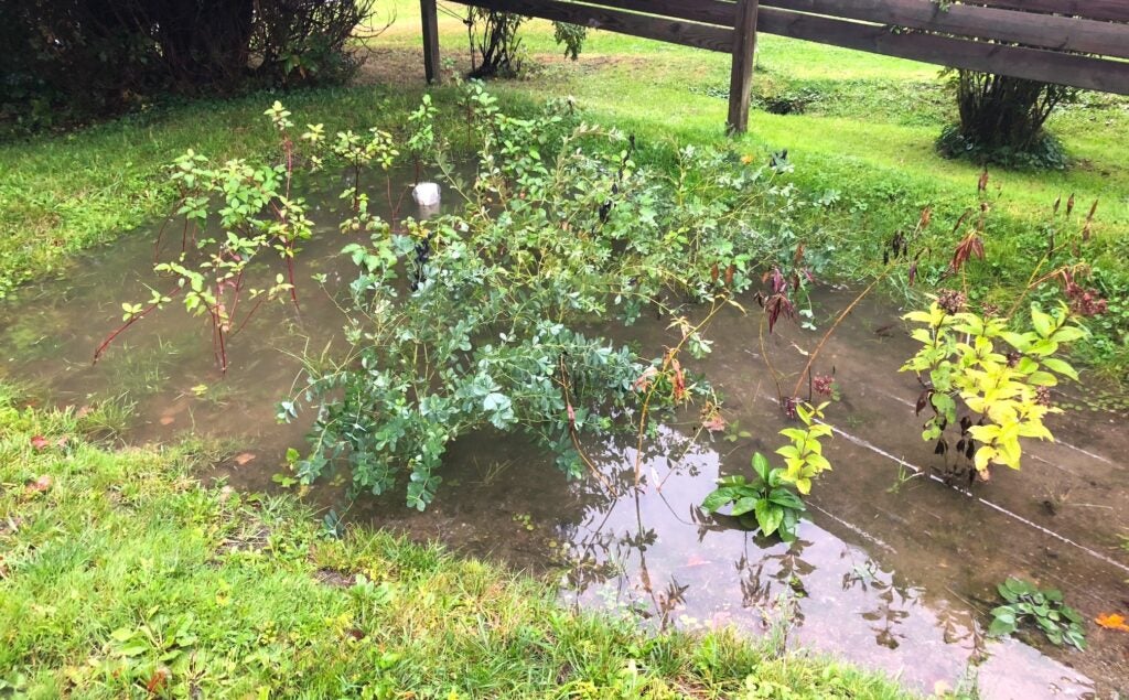 a rain garden situated in a suburban home