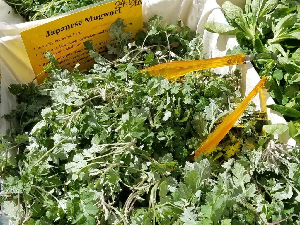 Mugwort, *Artemisia vulgaris*