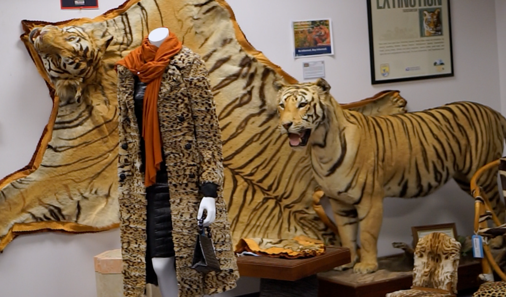 Cat furs kept in the National Wildlife Property Repository