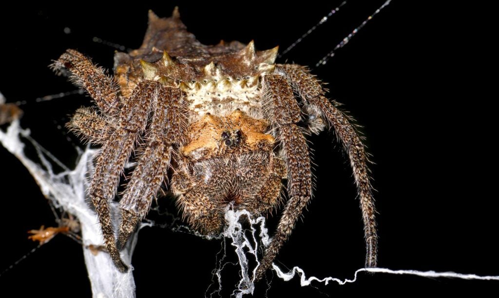 The bark spider produces the strongest silk in the world.