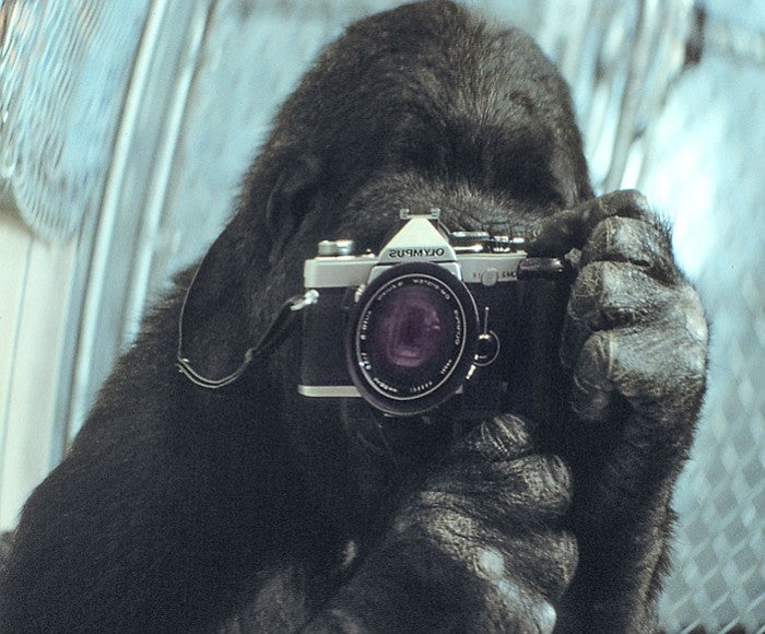 Koko taking a picture