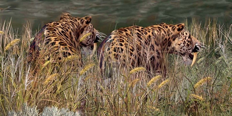 Models of sabre-toothed cats