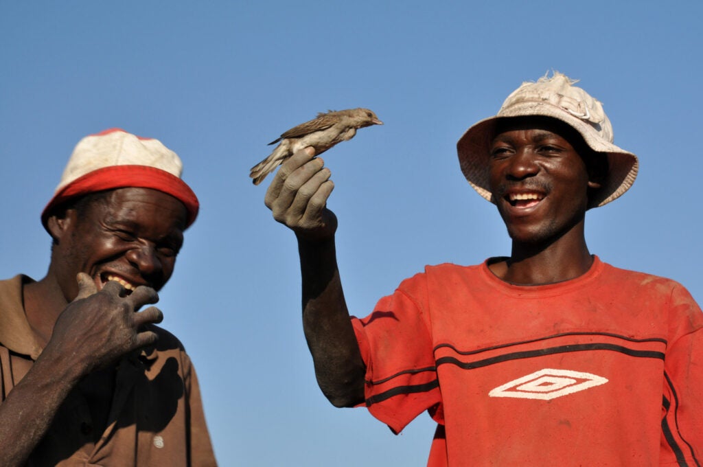 Lazaro Hamusikili and Avedy Munkombwe, who assist with our research on breeding honeyguides in Zambia, hold a female greater honeyguide whom we had just caught in the act of laying her egg in a host n