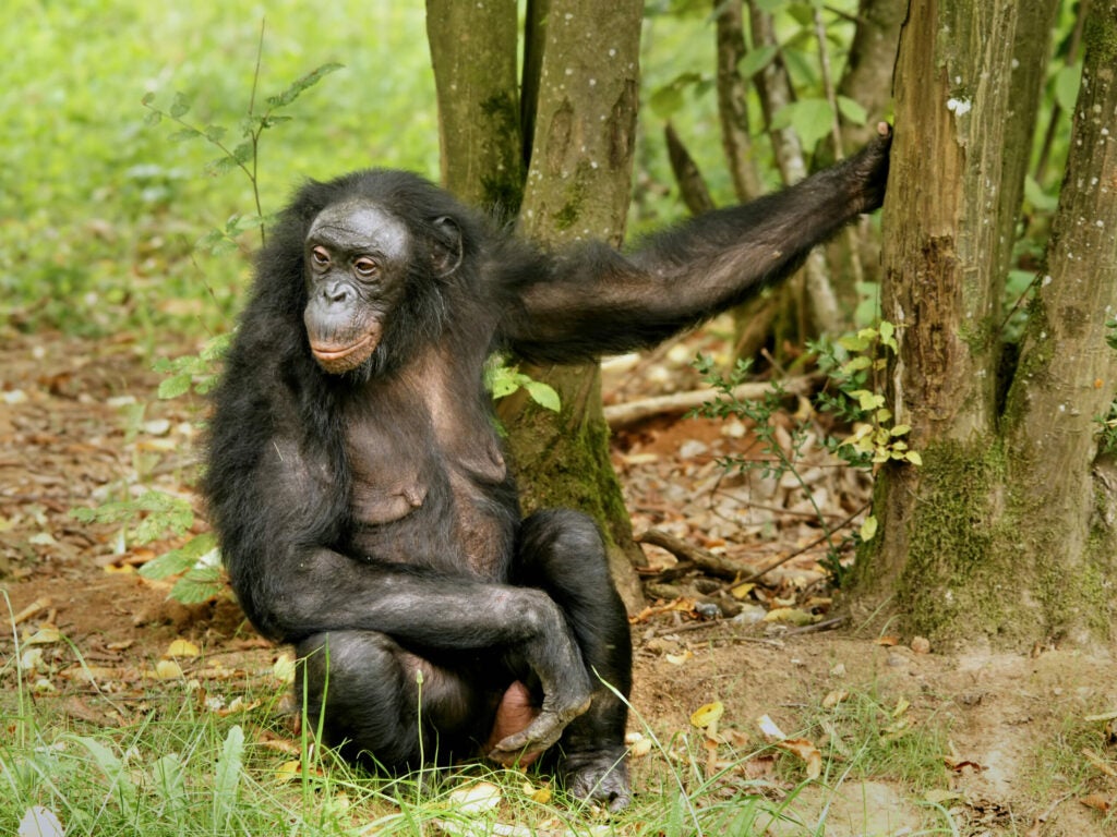 Female bonobo sitting next to tree.