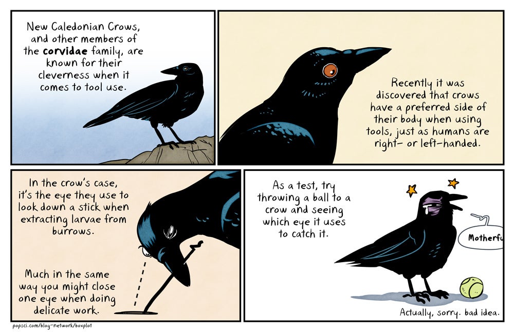 Crows prefer one eye over the other when using tools