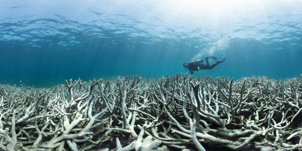 a diver above some dead coral