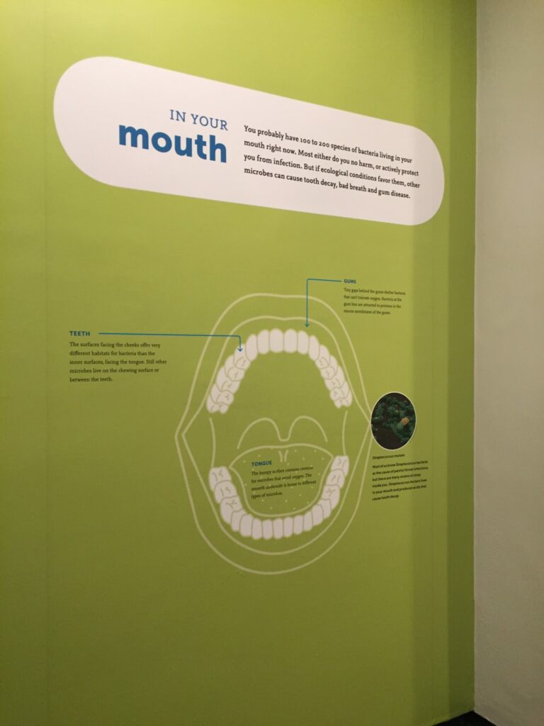 microbiome exhibit at AMNH